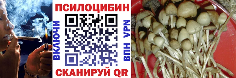 Псилоцибиновые грибы Psilocybine cubensis где продают наркотики Трубчевск